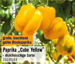 Hornbach Paprika,,Cube Yellow Angebot
