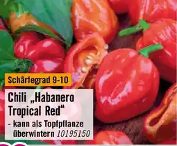 Hornbach Chili,,Habanero Tropical Red Angebot