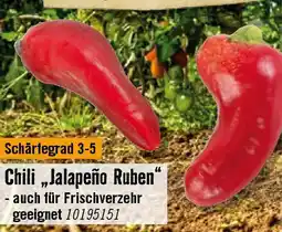 Hornbach Chili „Jalapeño Ruben Angebot