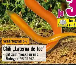 Hornbach Chili „Laterna de foc Angebot