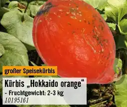 Hornbach Kürbis,Hokkaido orange Angebot