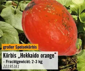 Hornbach Kürbis,Hokkaido orange Angebot