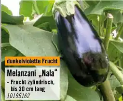 Hornbach Melanzani,,Nala Angebot