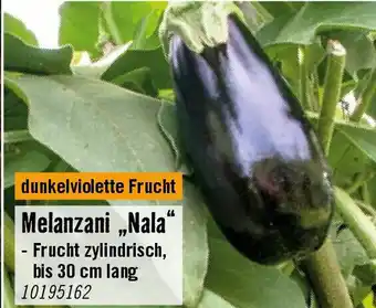 Hornbach Melanzani,,Nala Angebot
