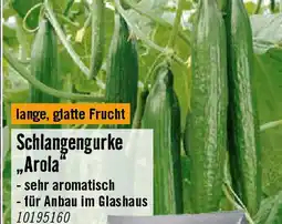 Hornbach Schlangengurke „Arola Angebot