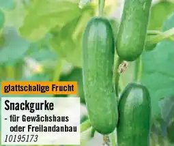 Hornbach Snackgurke Angebot