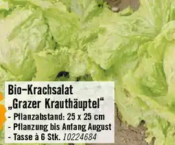 Hornbach Bio-Krachsalat Angebot