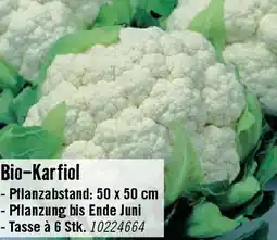 Hornbach Bio-Karfiol Angebot