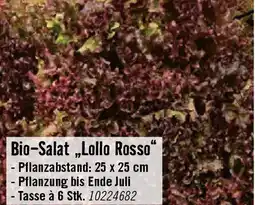 Hornbach Bio-Salat „Lollo Rosso Angebot
