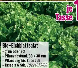 Hornbach Bio-Eichblattsalat Angebot