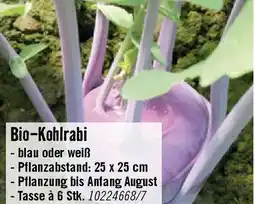 Hornbach Bio-Kohlrabi Angebot