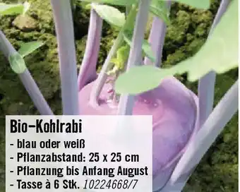 Hornbach Bio-Kohlrabi Angebot