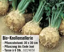 Hornbach Bio-Knollensellerie Angebot