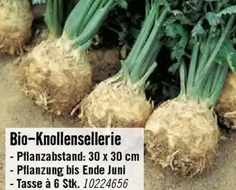 Hornbach Bio-Knollensellerie Angebot