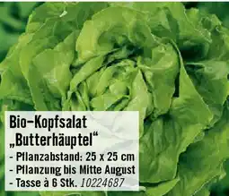 Hornbach Bio-Kopfsalat „Butterhäuptel Angebot