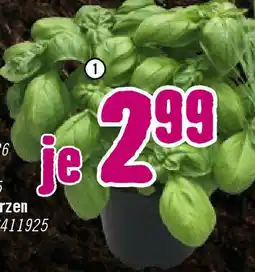 Hornbach Bio-Basilikum Angebot