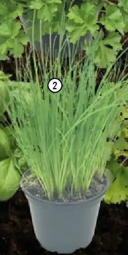 Hornbach Bio-Schnittlauch Angebot