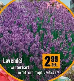 Hornbach Lavendel Angebot