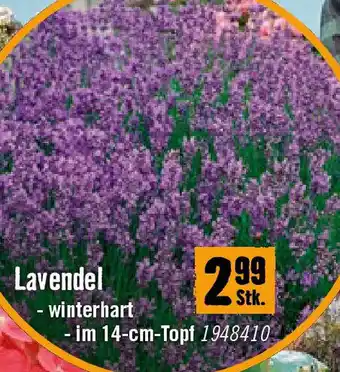 Hornbach Lavendel Angebot
