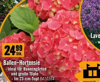 Hornbach Ballen-Hortensie Angebot