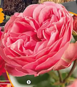 Hornbach Beetrosen Leonardo da Vinci Angebot