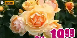 Hornbach Bernstein Rose Angebot