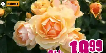 Hornbach Bernstein Rose Angebot
