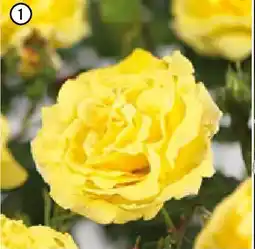 Hornbach Strauchrose,,Lichtkönigin Lucia Angebot