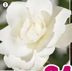 Hornbach Strauchrose,, Schneewittchen Angebot