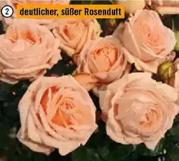 Hornbach Barock Angebot