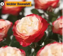 Hornbach Nostalgie Angebot