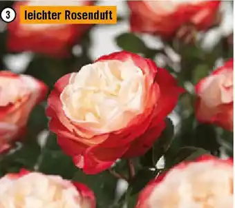 Hornbach Nostalgie Angebot