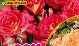 Hornbach Candlelight Angebot