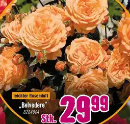 Hornbach Belvedere Angebot