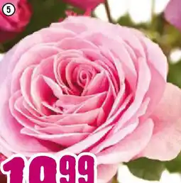 Hornbach Queen Elizabeth Angebot