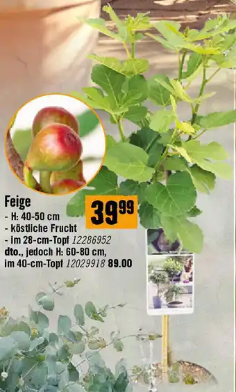 Hornbach Feige Angebot
