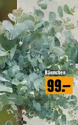 Hornbach Eucalyptus Bäumchen Angebot