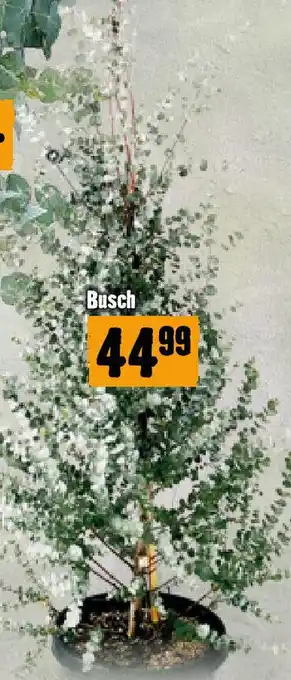 Hornbach Busch Angebot
