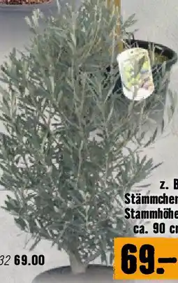 Hornbach Stämmchen, Stammhöhe Angebot