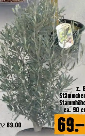 Hornbach Stämmchen, Stammhöhe Angebot