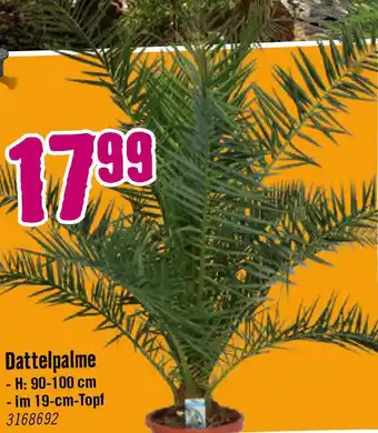 Hornbach Dattelpalme Angebot