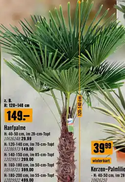 Hornbach Hanfpalme Angebot