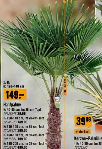 Hornbach Hanfpalme Angebot