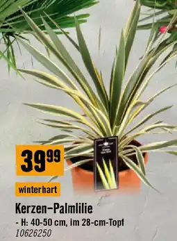 Hornbach Kerzen-Palmlilie Angebot
