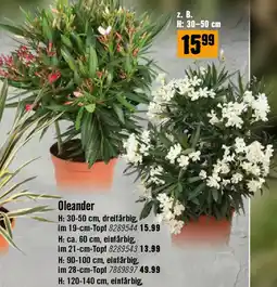 Hornbach Oleander Angebot