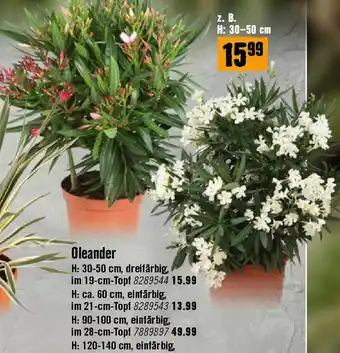 Hornbach Oleander Angebot