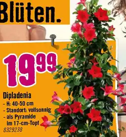 Hornbach Dipladenia Angebot
