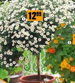Hornbach Strauchmargerite Angebot
