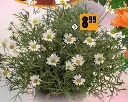 Hornbach Strauchmargerite Angebot