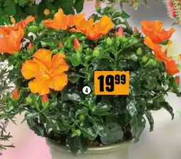 Hornbach Hibiskus Angebot